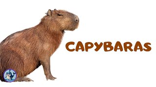 All about Capybaras | The World's Largest Rodent
