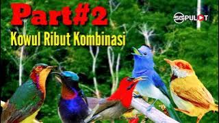 Part#2,Suara Pikat Burung Kolibri Wulung/Muncang Ribut Kombinasi
