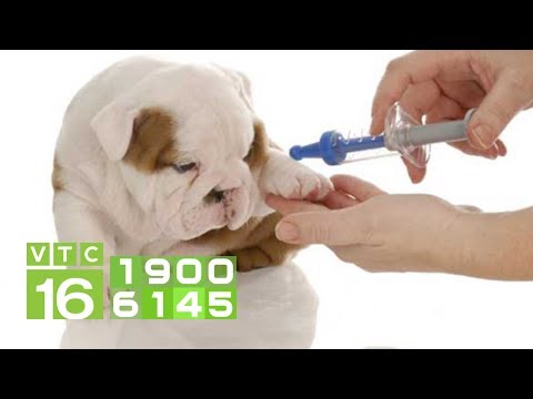 Quy trình tiêm vacxin cho chó từ "A đến Z" | VTC16