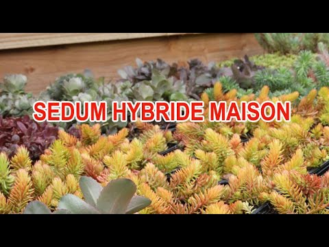 Vidéo: Hybride De Sédum