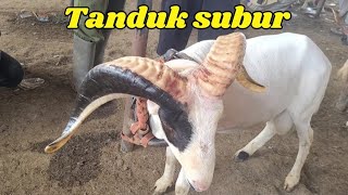 Download Lagu Domba Garut Tanduk  subur  bulu cebak || pasar  Andir Bayongbong  Garut MP3