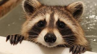 видео: Почему животные так себя ведут? Странные повадки животных картинка: Почему животные так себя ведут? Странные повадки животных