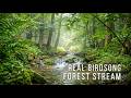 Ease Into Calm By A Forest Stream Real Birdsong Water 3 Hours Study 