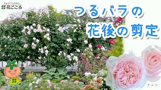 つるばらの花後の剪定 春 バラの育て方 Youtube