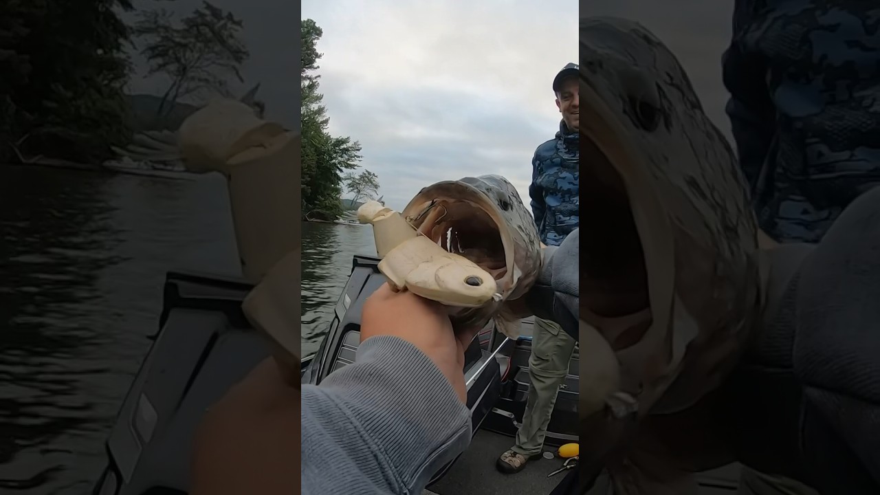 Watch me boat flip this stud that fell for a 6in bullshad. Big bait