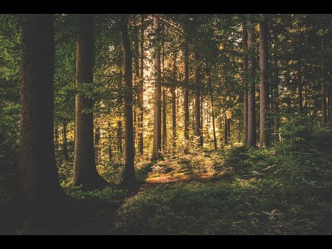 Video: Jak se hospodaří v listnatých lesích?