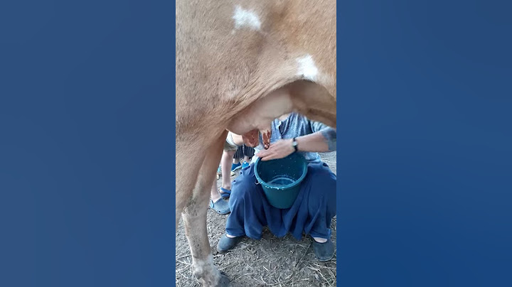 Köyde süt  sagma