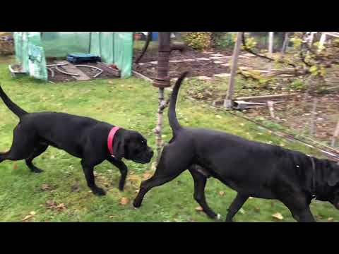Reinrassige Cane Corso Deckung Hund Deckakt Paarungsverhalten!!! - YouTube