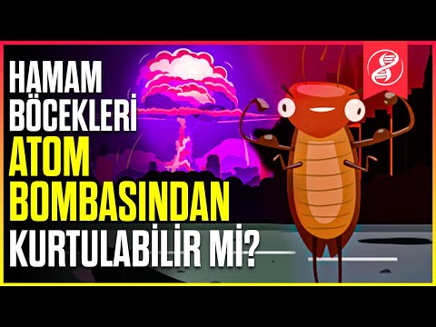 Video: Böcek bombaları termitleri öldürür mü?