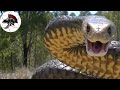 Cobra Marrom Oriental Australiana, a segunda mais venenosa do mundo! | Biólogo Henrique