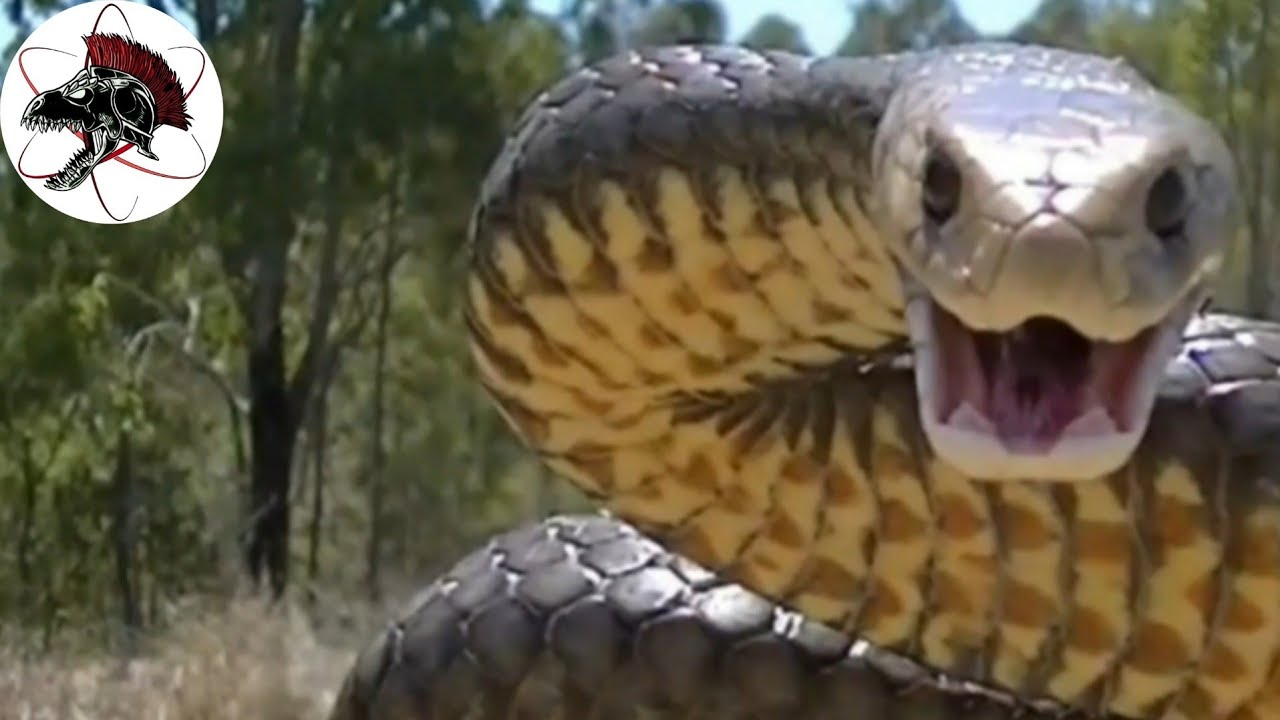 Cobra Marrom Oriental Australiana, a segunda mais venenosa do mundo! | Biólogo Henrique