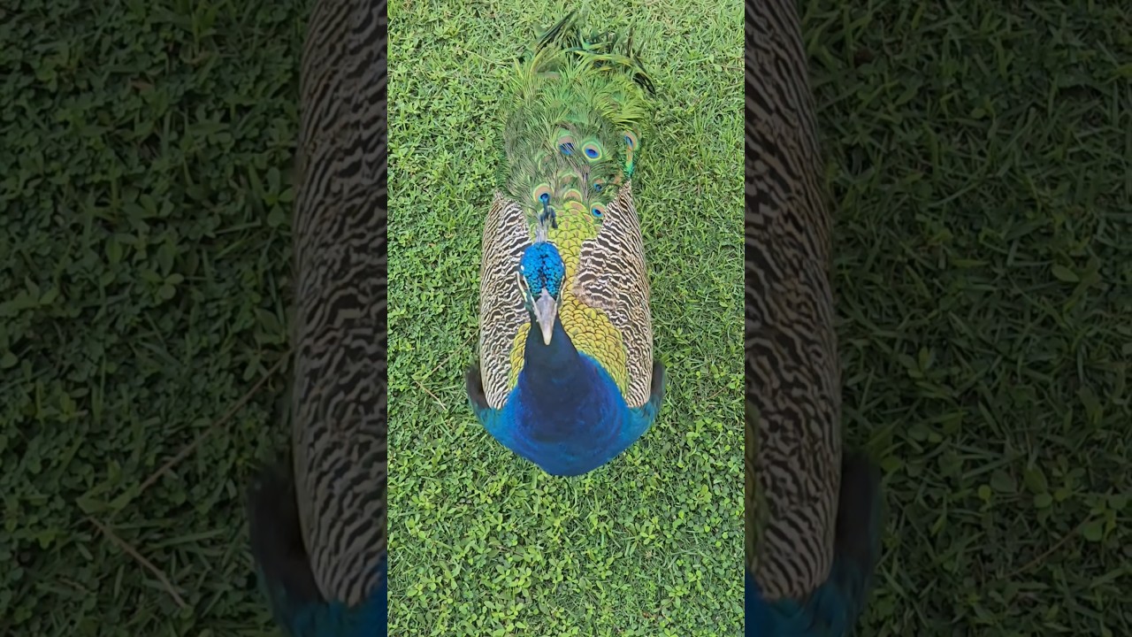 This is not AI,this is a real beauty.🦚