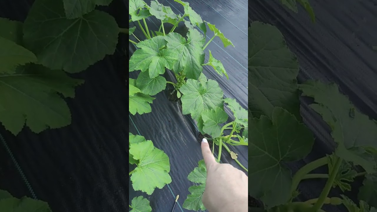 Ландшафтная ткань — отличное решение для сада! 