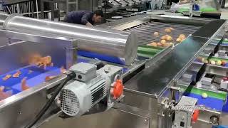Fully Automatic Onion Roller Grading Machine with Highly Precision in Action!