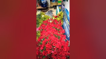 Hoa hồng tặng 8/3 🌹🌹🌹🌹