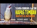 Suara Kapas Tembak Gacor Panjang Buka Ekor Mp3 - Mp4 Download