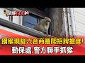 獼猴現蹤六合商圈爬招牌搶食！動保處.警方聯手抓猴【頭條600秒】