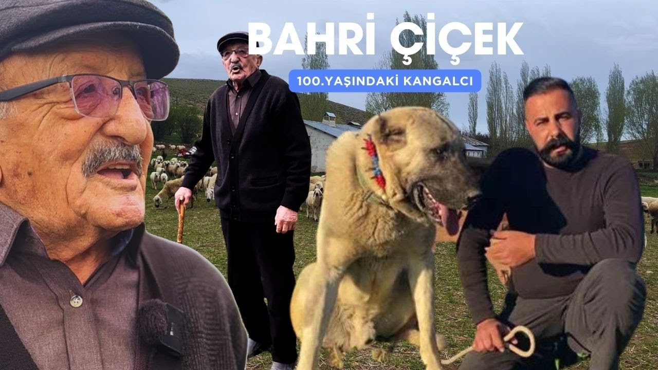 БАХРИ ДЕДЕ! 100 ЛЕТ КАНГАЛ МАСТЕР - ЗОЛОТАЯ ФЕРМА КАНГАЛ С 200 СОБАКАМИ КАНГАЛ!