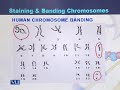 GEN732 Advanced Cytogenetics Lecture No 35