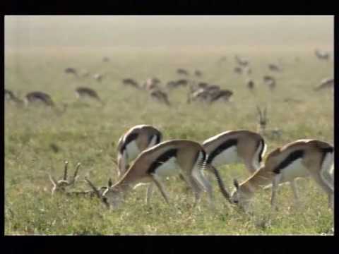110km/h Cheetah attack gazelle