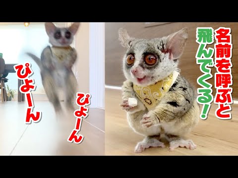 ぴょんぴょん飛んでくる姿が可愛い猿 Hopping Pizzatoru the Bushbaby / ショウガラゴのピザトル