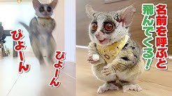 ピザトルpizzatoru Youtube