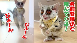 ぴょんぴょん飛んでくる姿が可愛い猿 Hopping Pizzatoru the Bushbaby / ショウガラゴのピザトル