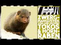 Zoo Vienna: 3 ARTEN im Ostafrikahaus 🤩 | zoos.media