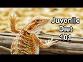 Juvenile Bearded Dragon Diet 101