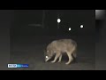 В Рыбинском районе волк покусал человека: правда или вымысел, выяснили «Вести»