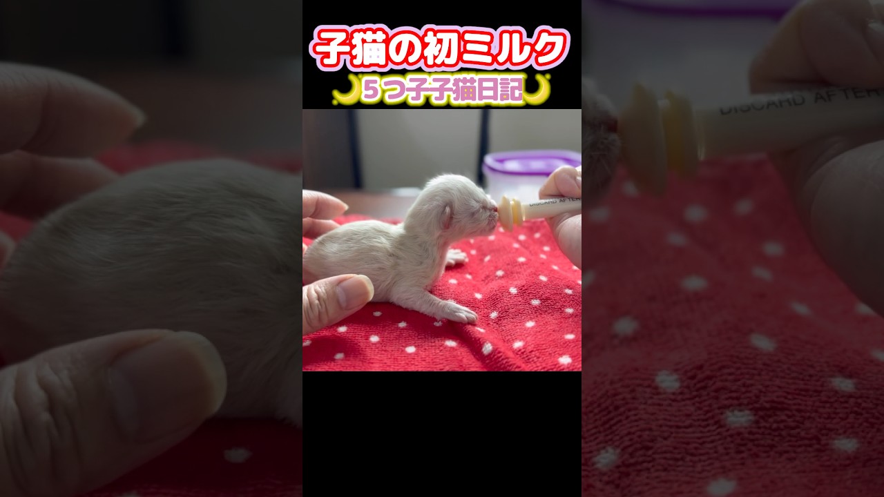 【🌙ルナの難産な出産＋子猫日記】出生後体重が落ちた子猫にミルクを飲ませます🍼 #shorts #ラグドール #子猫