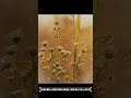 POV Nature Photography in 5.3K Capturing Golden Hour Magic!