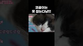 코골이는 못 참는 고양이 #왜그러냥귀엽개