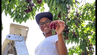 Cherry Picking | Sceiford Farms | Pennsylvania, USA