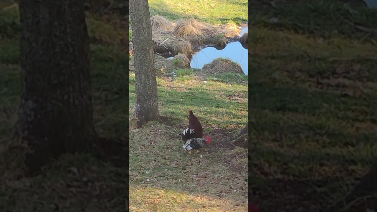 Serama Rooster Rocky 