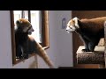 レッサーパンダ　キントキくんとキナコちゃん　ときどき緊迫します　【茶臼山動物園】Red panda Chausuyama Zoo