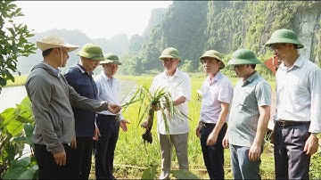 Nỗ lực xây dựng cánh đồng vàng Tam Cốc