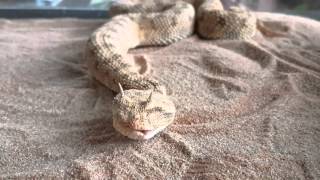 Cerastes cerastes