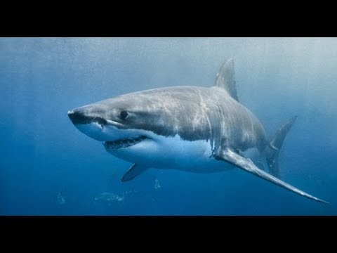 baby-shark-remix-(bass)-(siri-song)
