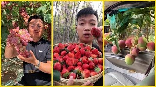 Vườn trái cây rau củ quả ở Trung Quốc (P17) - Ăn tại vườn cực đã  🍉🍈🍇Fruit farms in China