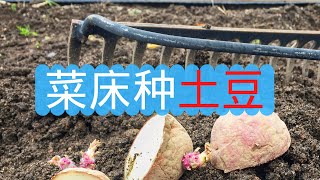 菜床种土豆：什么时候开始种土豆？土豆种植常见问题