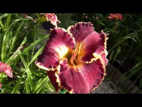 Video: Daylily (100 Bilder): Planting Og Omsorg For Blomster I Det åpne Feltet. Hvordan Mate Den Vakre Dagen I Hagen? Reproduksjonsmetoder