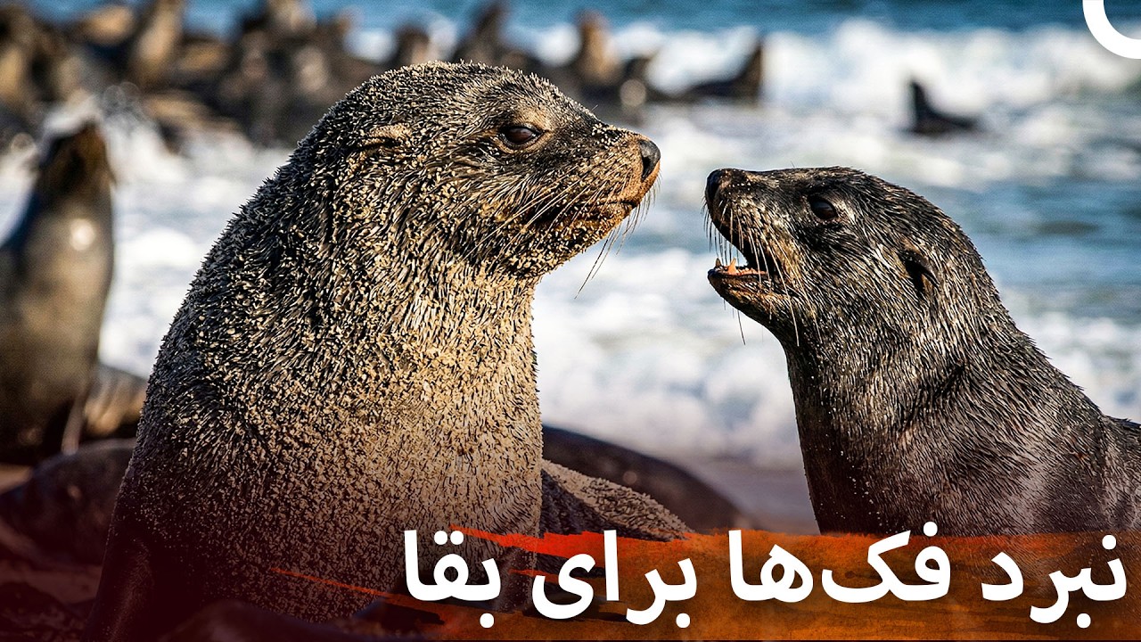 زندگی در سواحل آفریقا: فک‌ها و شکارچیان اقیانوس | مستند ایرانی حیوانات