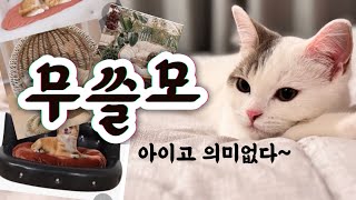 고양이 의자 비싼거 살 필요 없는 이유이태원집사