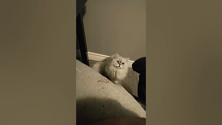 Watch the video about Wonder what she wants? #cat #meme #hungry #chocolate #cake #food #no #persian #white #longhair #neko