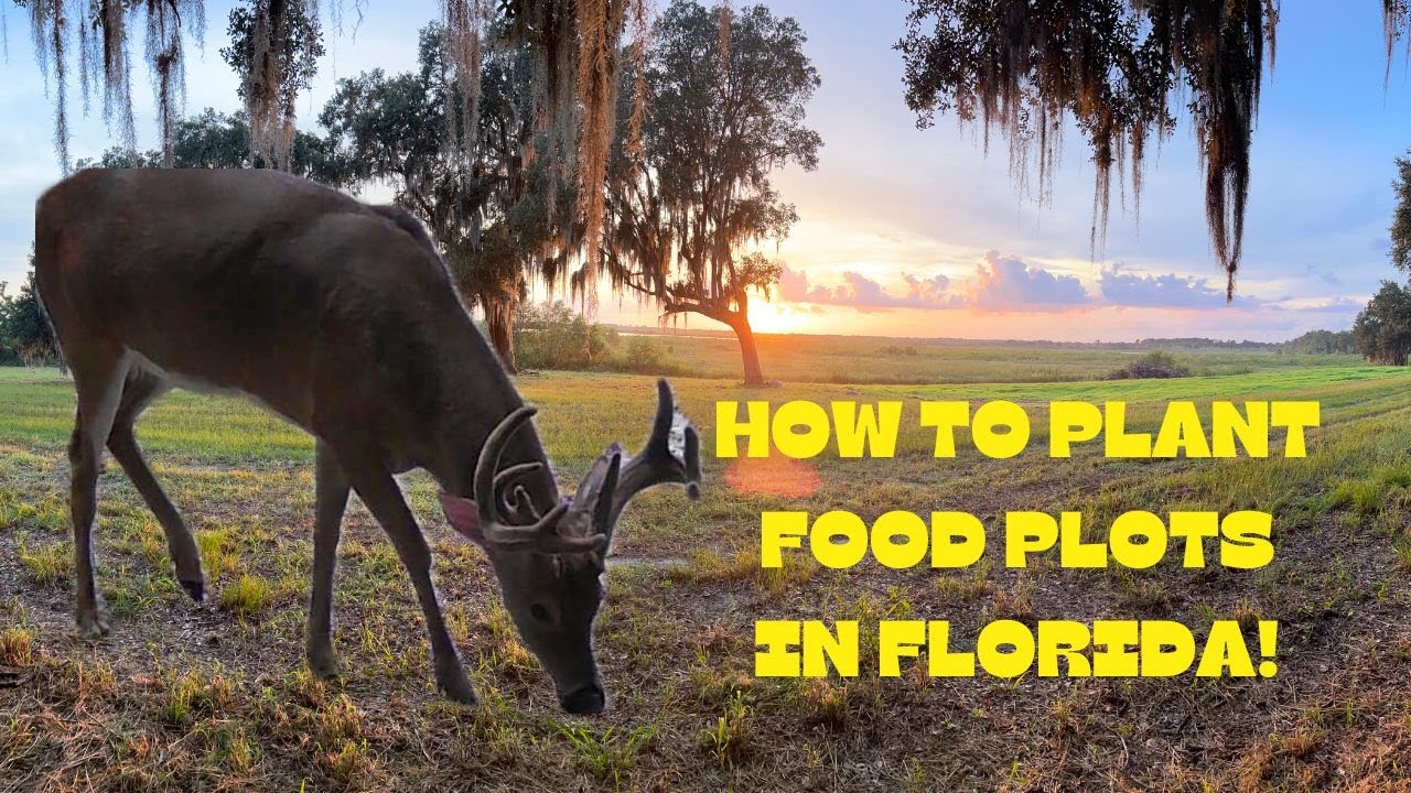 How To PLANT FOOD PLOTS In FLORIDA! (SANDY SOIL) Season Prep! NEW SPYPOINT Trail Cam FLEX-S!
