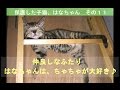 ちゃちゃが大好き♪　はなちゃん　その１１