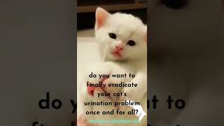 Cute kittens Funny kitten video #shorts