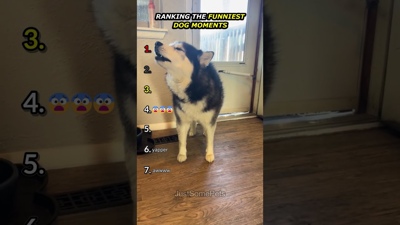 Ranking Funny Dog Moments