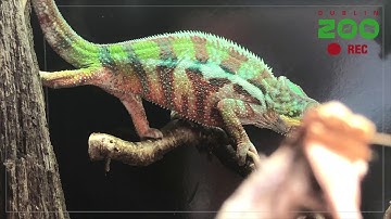 Dublin Zoo Safari Watch: Burmese python, West African crocodile, panther chameleon and more